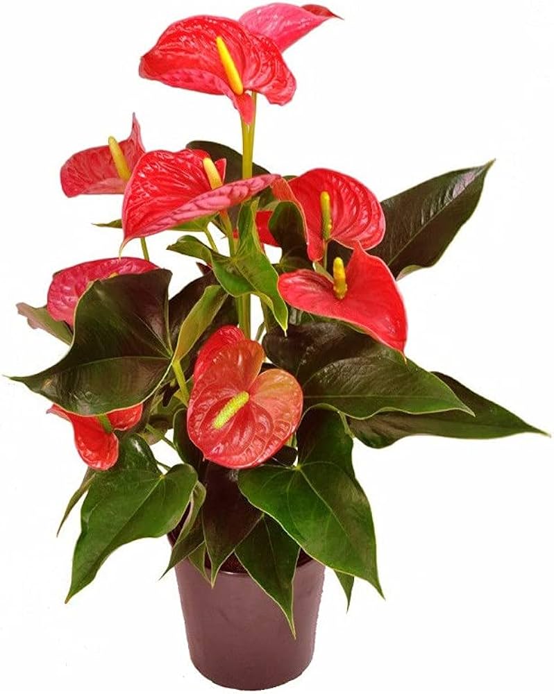 Anthurium rojo