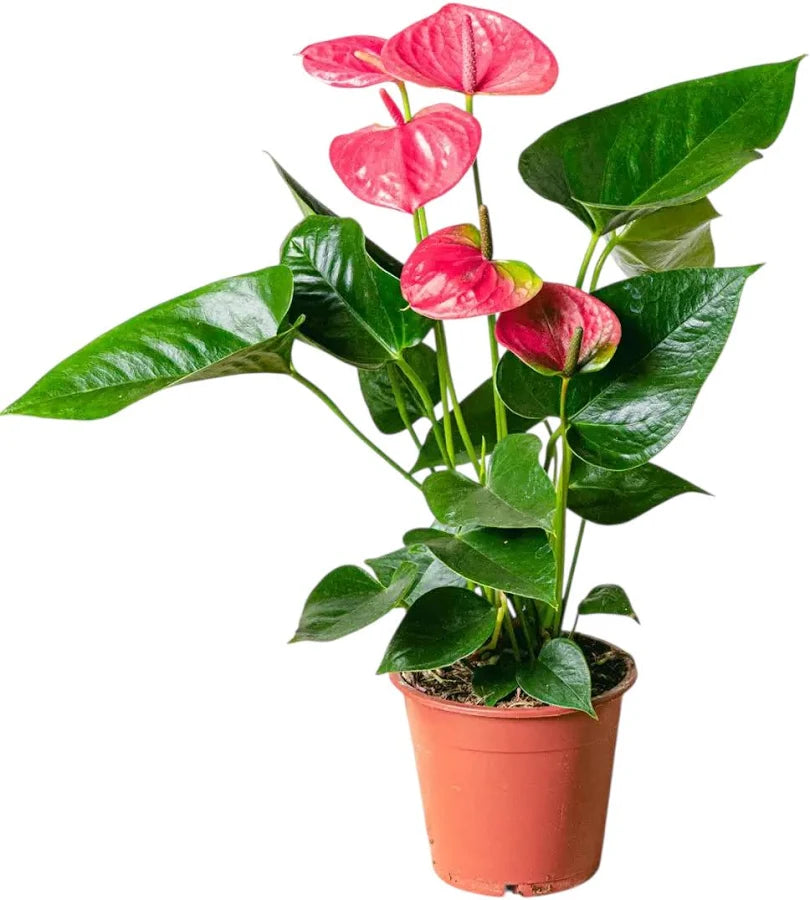 Anthurium rosa